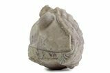 Bargain, Enrolled Asaphus Trilobite - Russia #363245-2